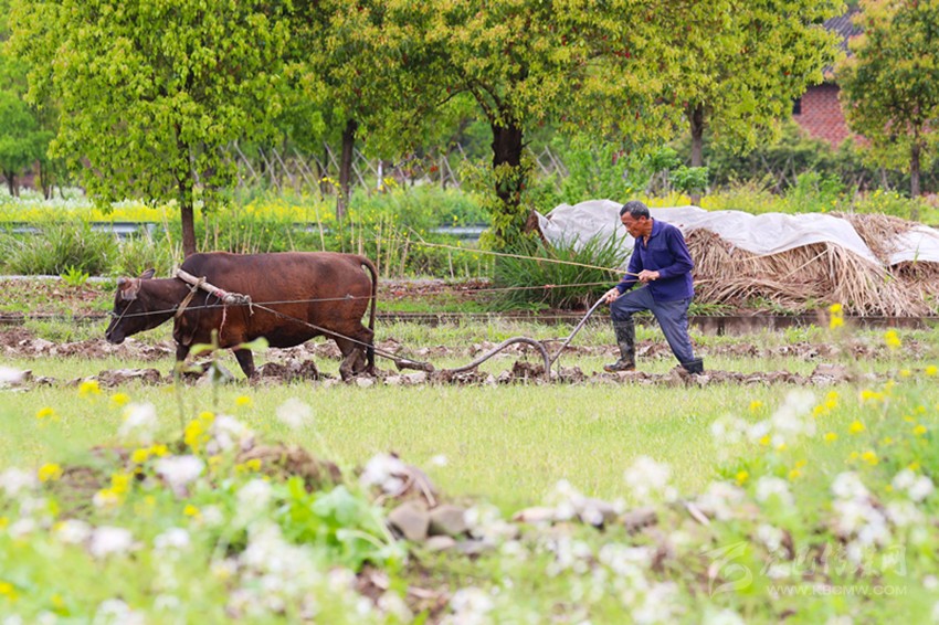 清明將至，各地農(nóng)事忙