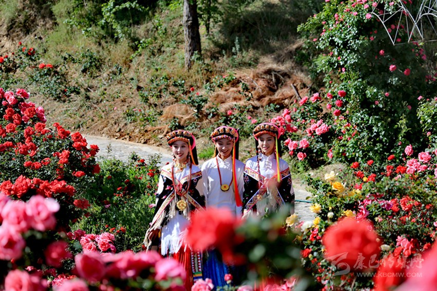 甲居藏寨則姆花園百花盛開(kāi)