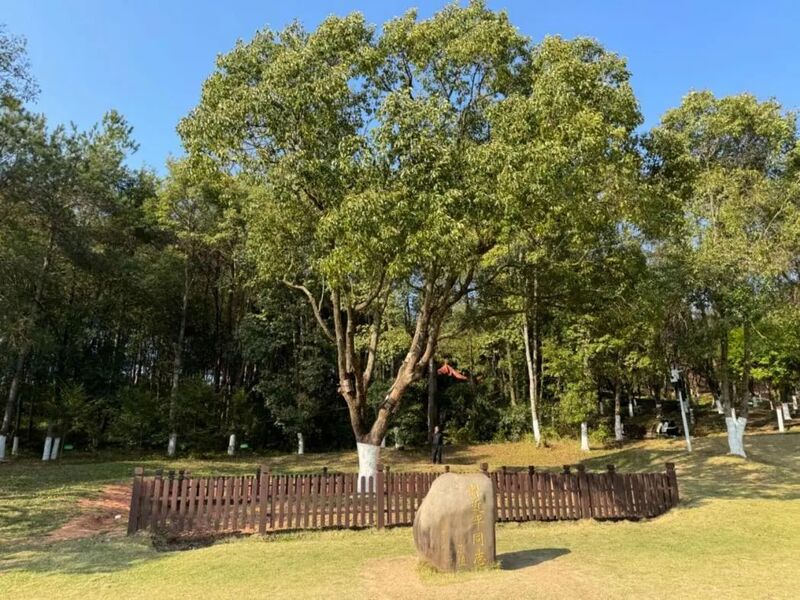 習(xí)近平同志為福建省長(zhǎng)汀縣水土保持科教園捐種的香樟樹(shù)。圖源：學(xué)習(xí)時(shí)報(bào)